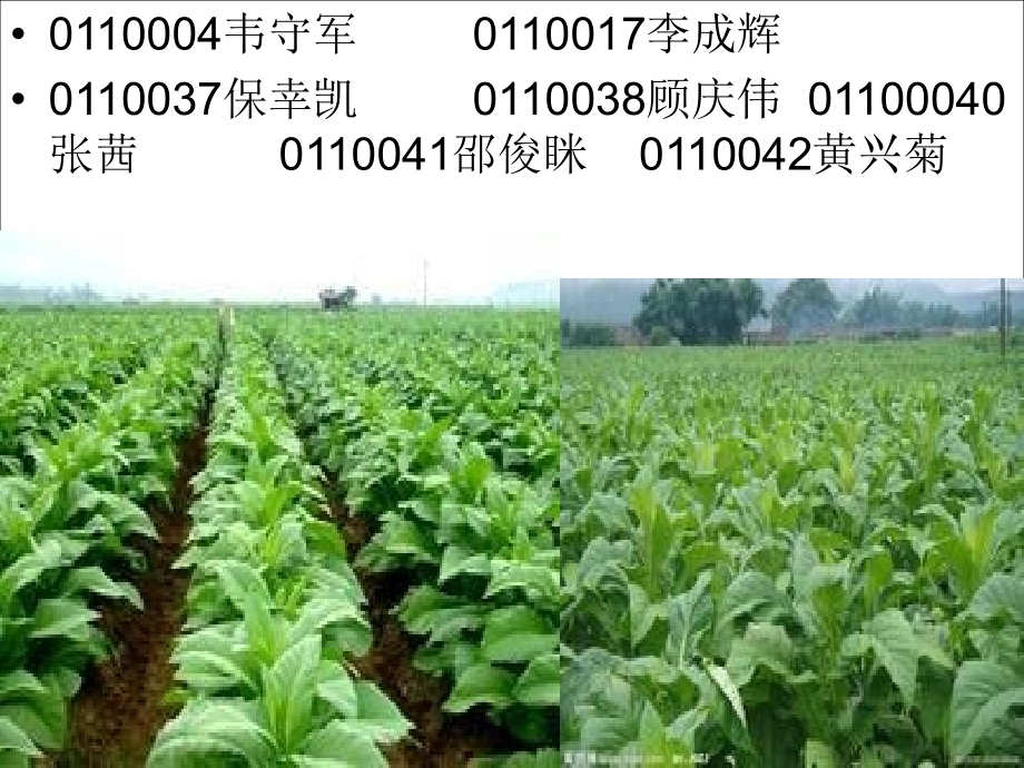 第六小组农业推广.ppt_第2页