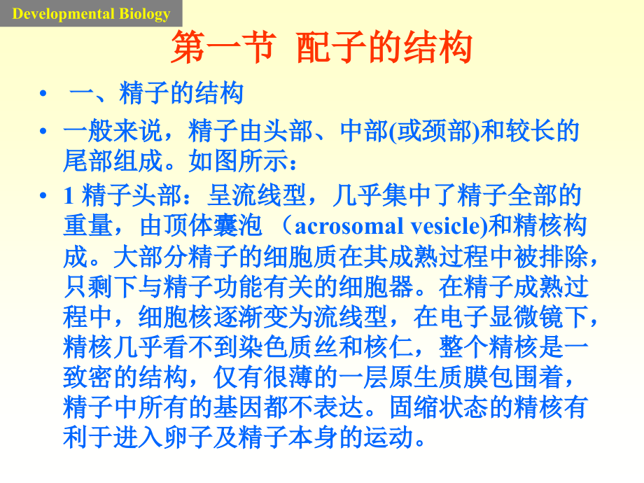 第六章受精与生命的开始.ppt_第2页