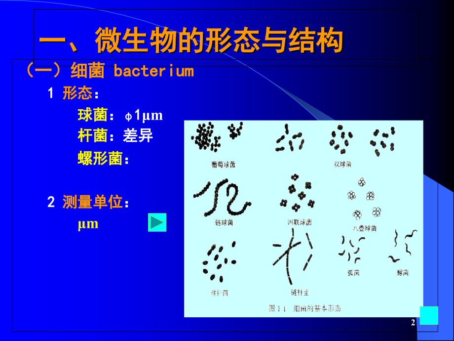 第三讲微生物的生物学性状.ppt_第2页
