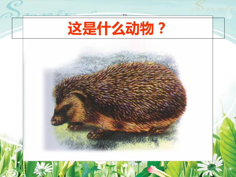 珍奇的稀有动物1.ppt_第2页