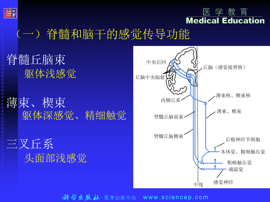 神经系统的感觉功能与感觉器官生理学.ppt_第2页