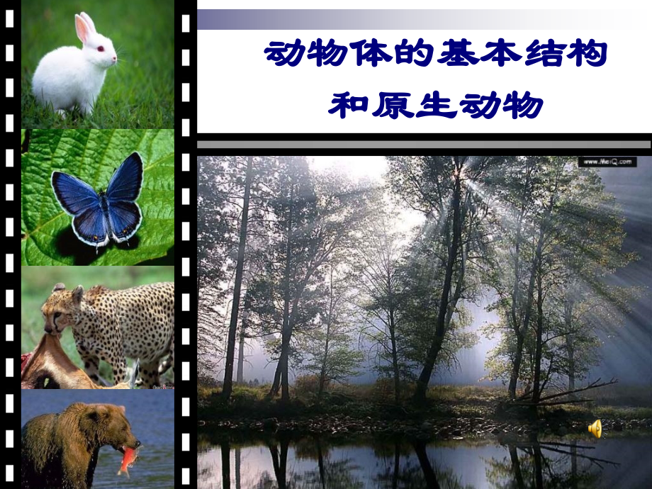 动物体的基本结构和原‘生动物.ppt_第1页