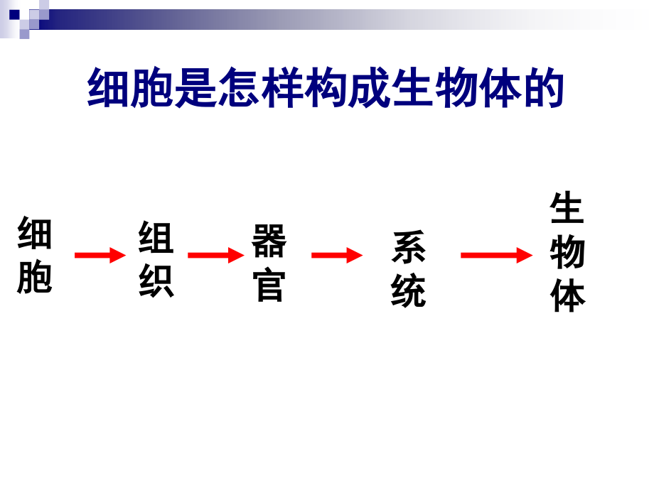 动物体的基本结构和原‘生动物.ppt_第2页