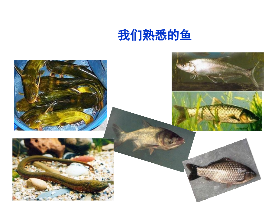动物学鱼纲.ppt_第2页