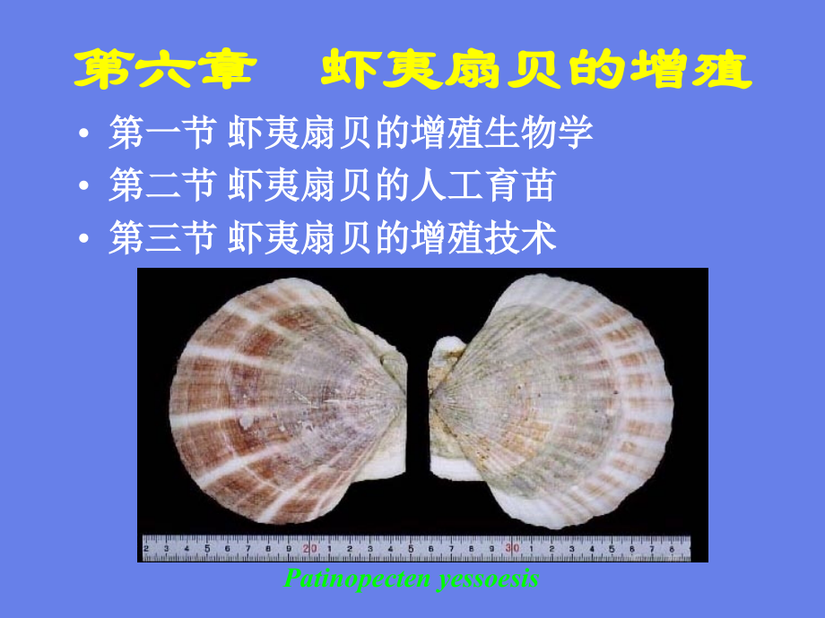 虾夷扇贝的增殖.ppt_第1页
