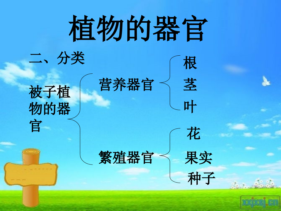 根茎叶花果实种子.ppt_第1页