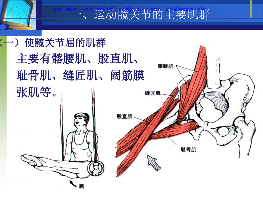 运动下肢的主要肌群课件.ppt_第2页