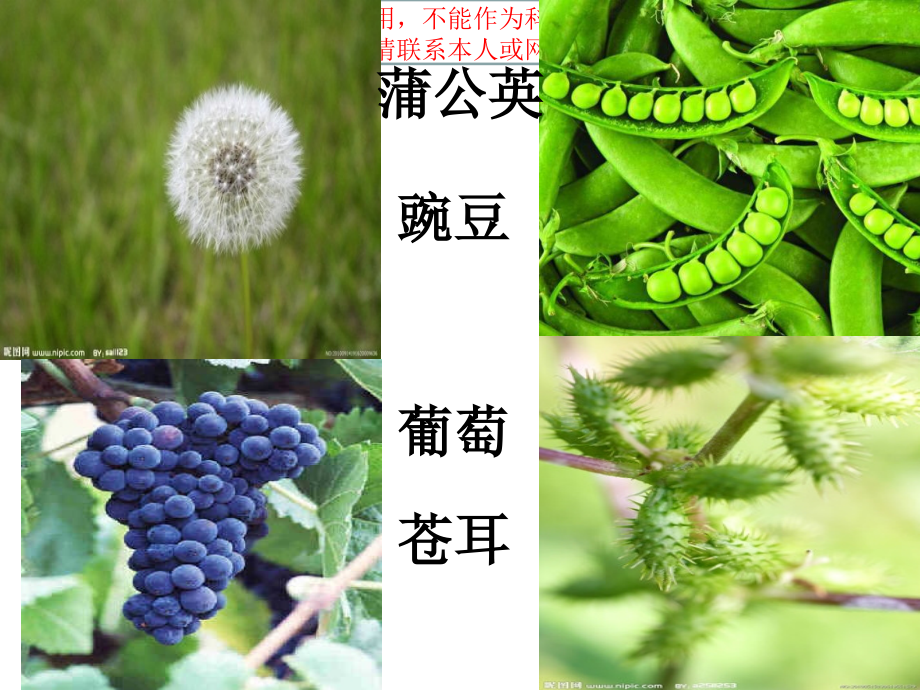 苍耳旅行记优质课件专业知识讲座.ppt_第1页