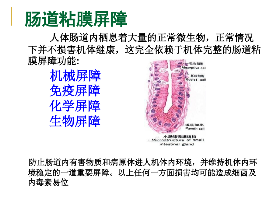 肠道功能异常和常见皮肤病的探讨.ppt_第2页
