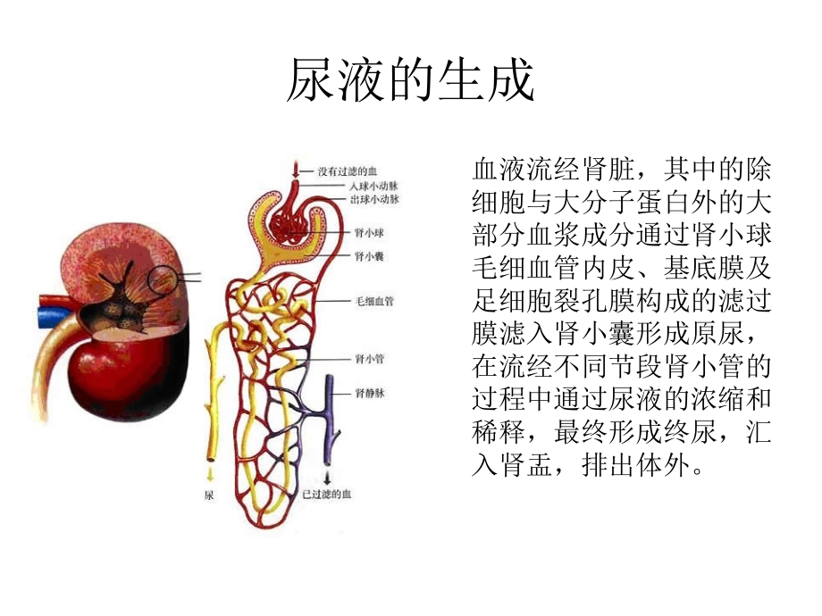 尿液分析(医学PPT课件).ppt_第2页