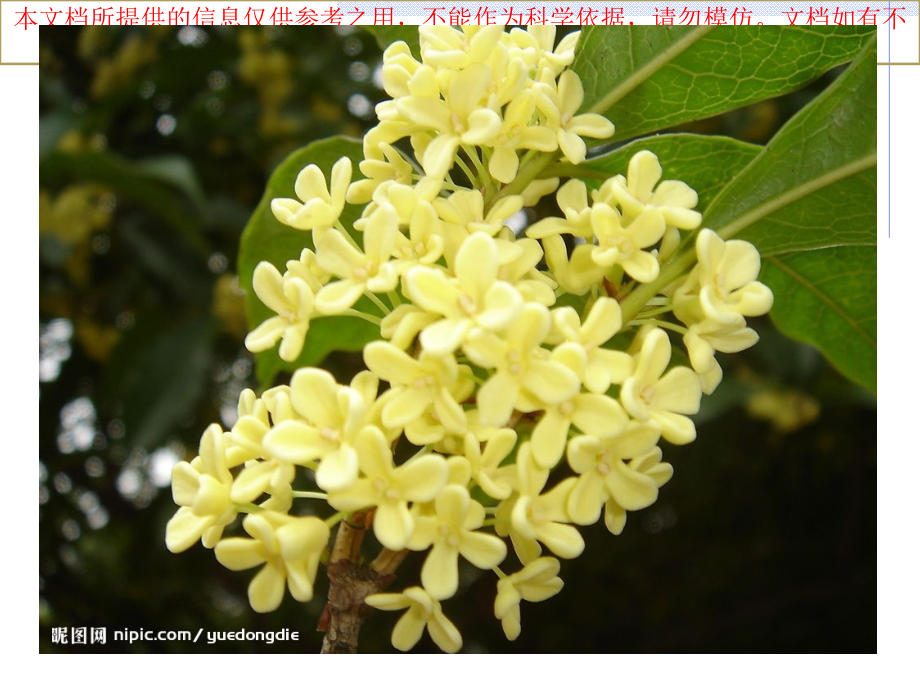 桂花雨实用专题知识专业知识讲座.ppt_第2页