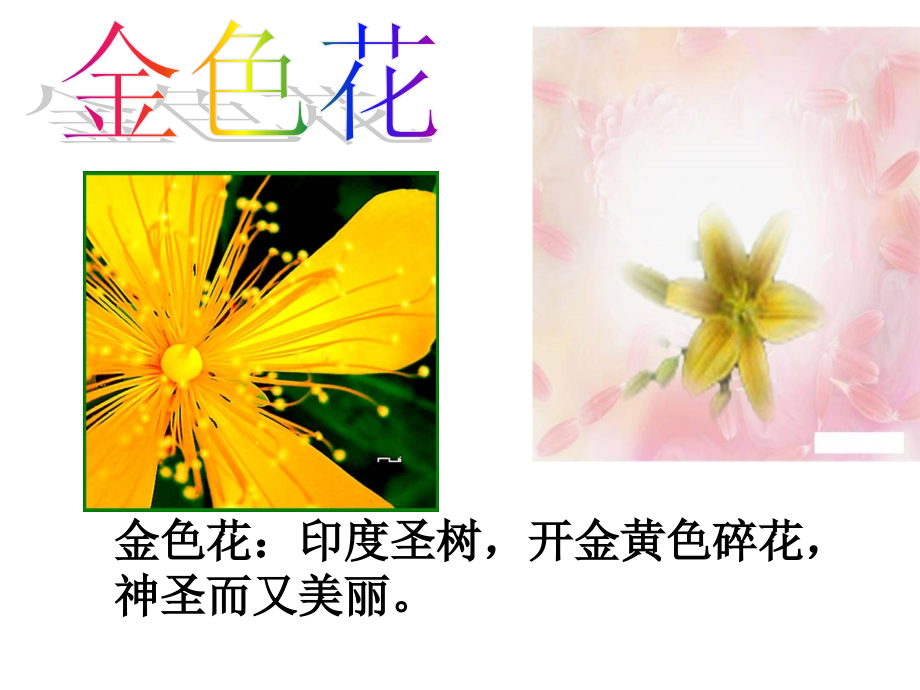 7-金色花.ppt_第1页