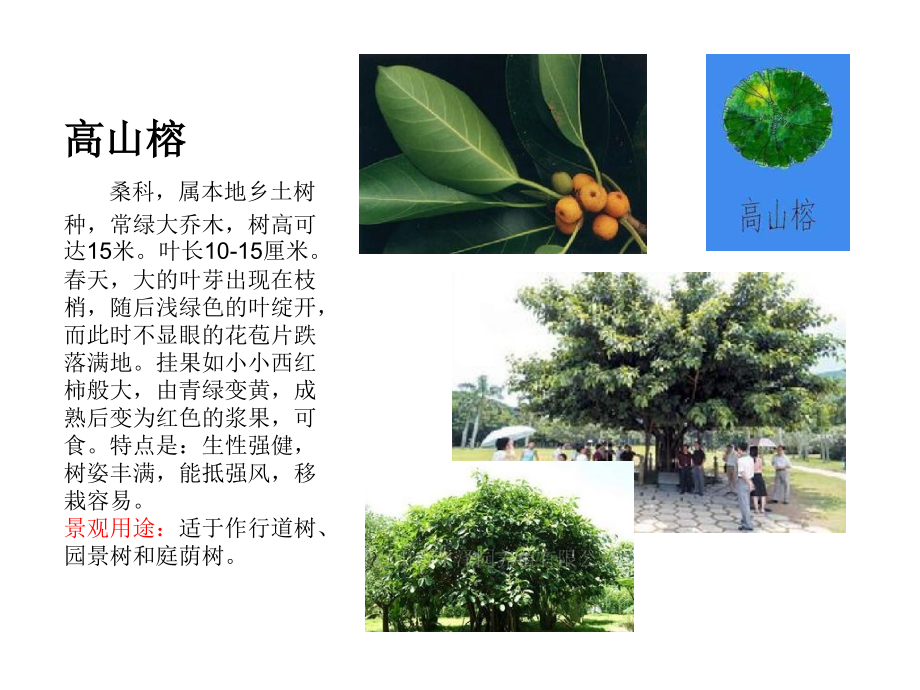 福建厦门常见植物乔木类.ppt_第1页