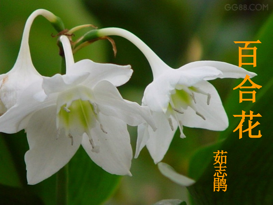 《百合花》课件.ppt_第1页