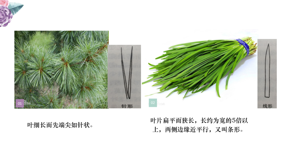 植物叶的区分.ppt_第2页