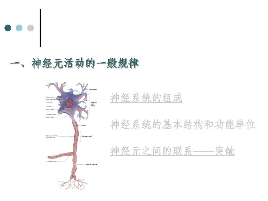 第十章+神经系统【Nervous+System】.ppt_第2页