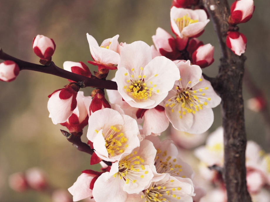 鲜艳的花朵-美术.ppt_第2页