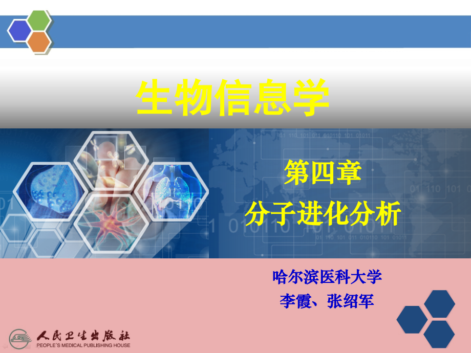 第四章分子进化分析.ppt_第2页