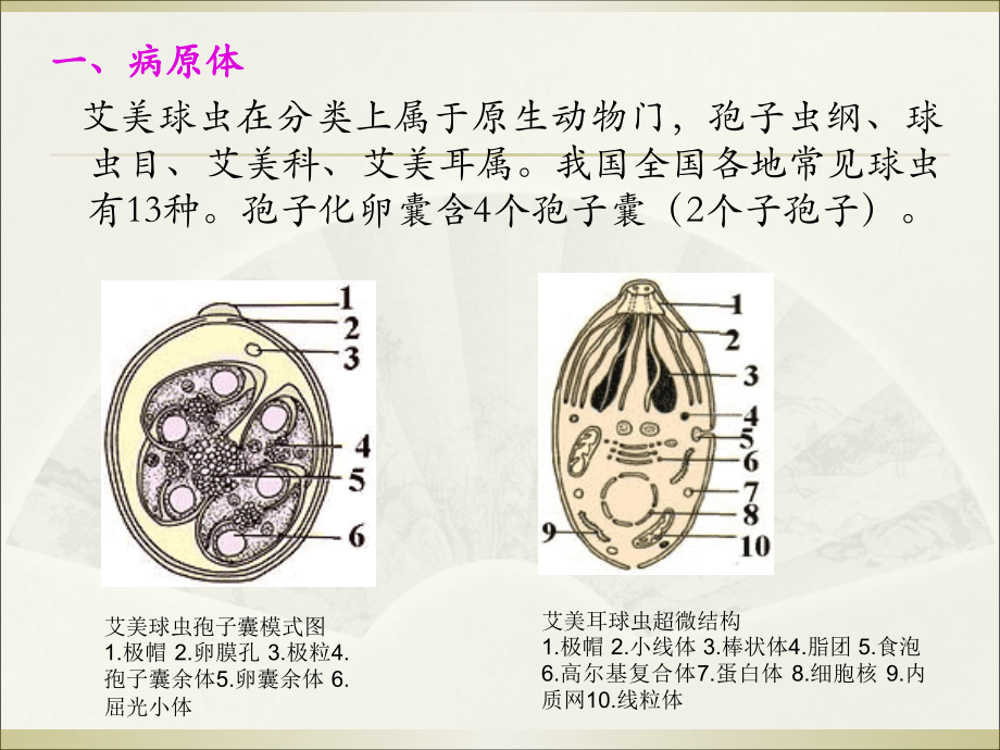 医学课件球虫概述和常见球虫病详细内容.ppt_第1页