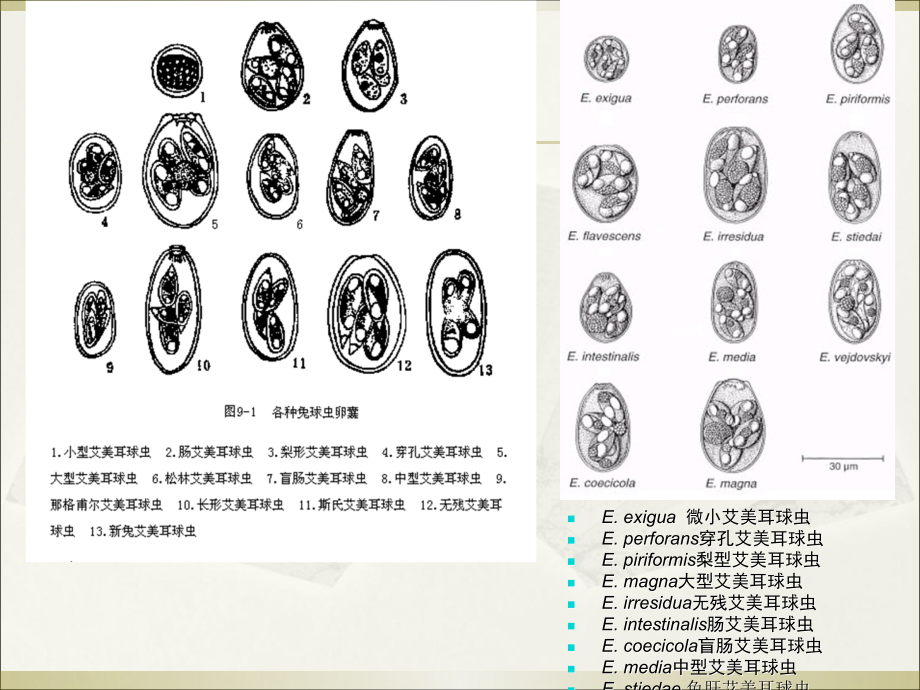 医学课件球虫概述和常见球虫病详细内容.ppt_第2页