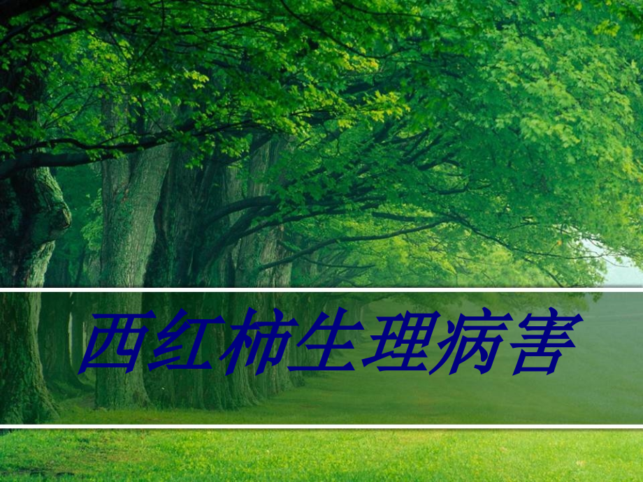 西红柿生理病害.ppt_第1页