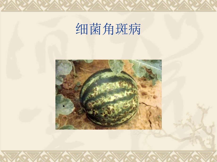 植物病害的概念.ppt_第2页