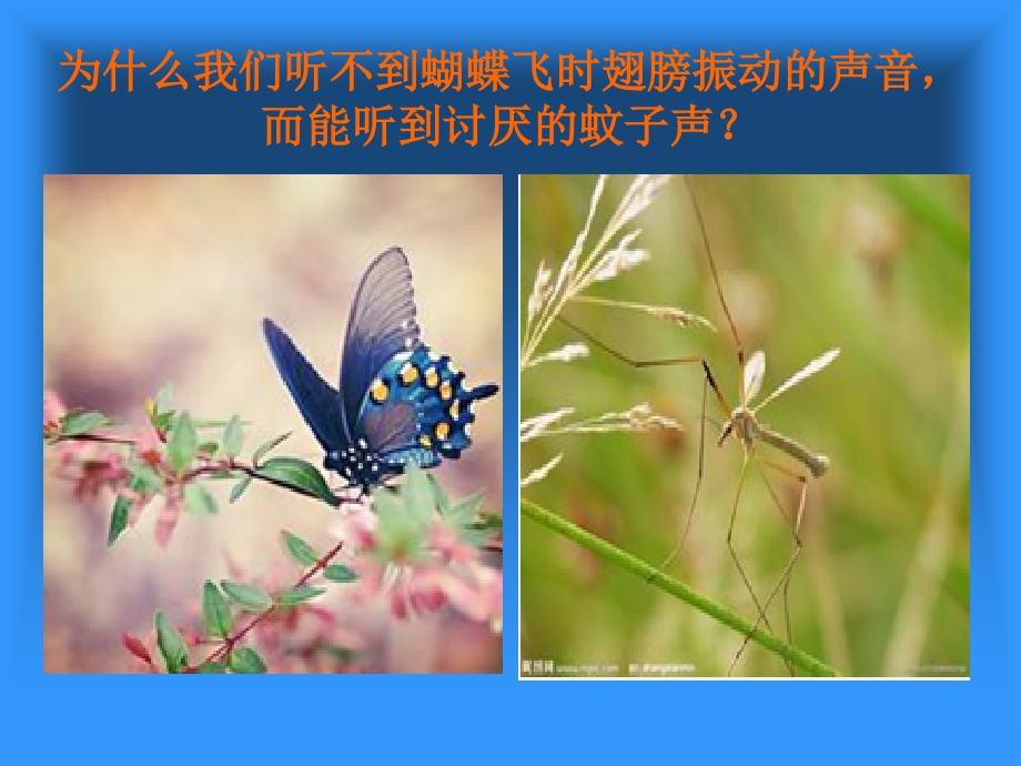 声音的特性..ppt_第1页