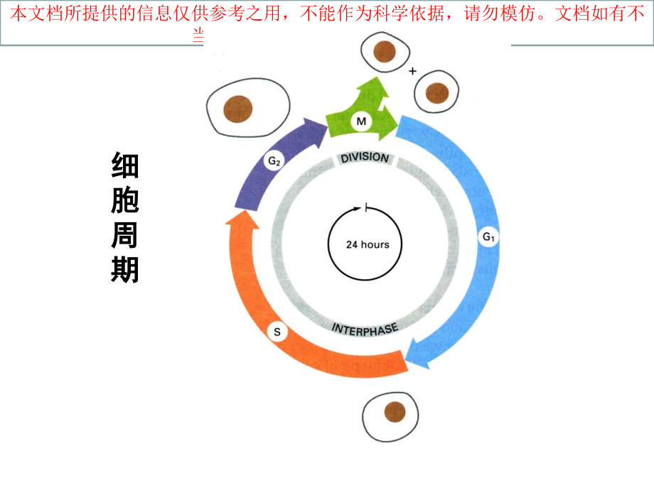 细胞周期调控优质课件专业知识讲座.ppt_第2页