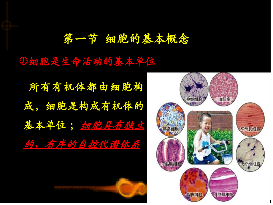 细胞生物学-细胞基本知识.ppt_第2页