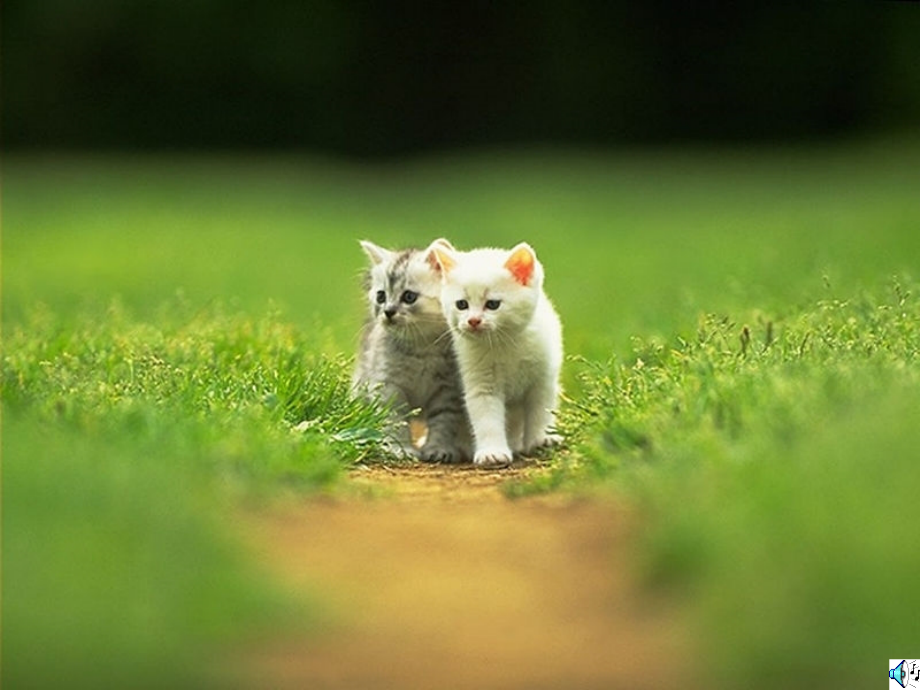 8、卡罗尔和她的小猫b.ppt_第2页