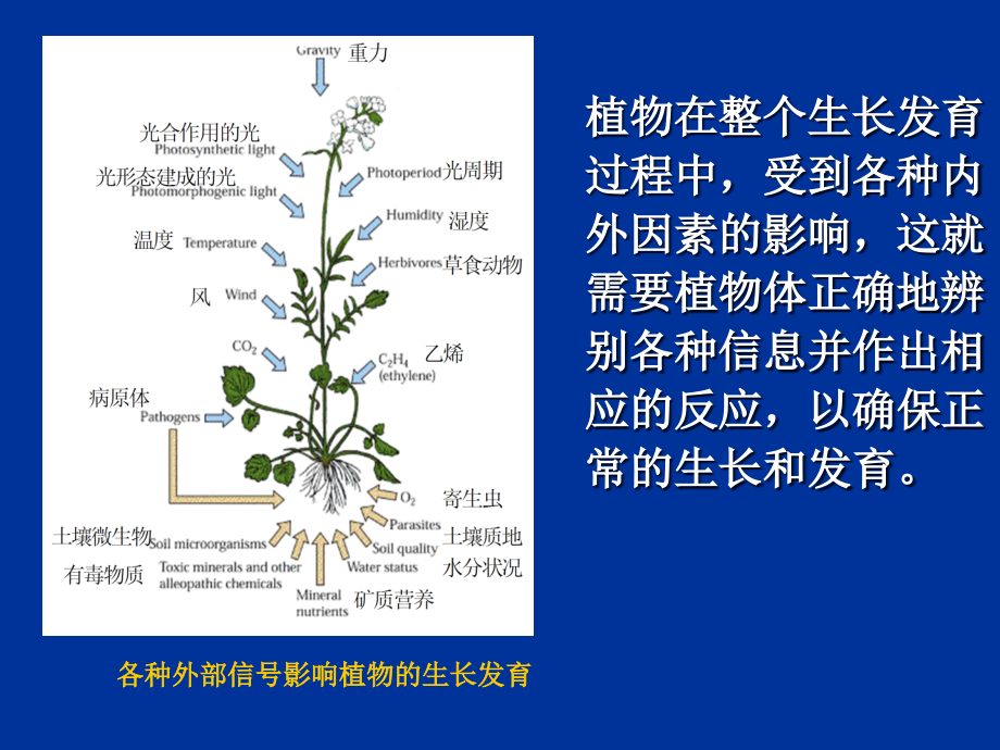 植物生理学信号转导.ppt_第1页