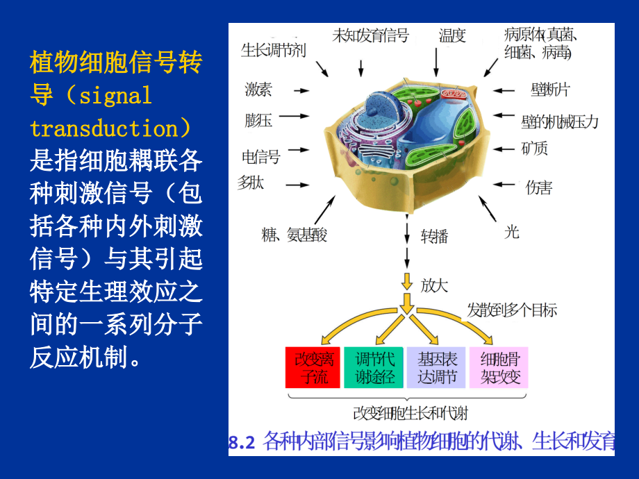 植物生理学信号转导.ppt_第2页