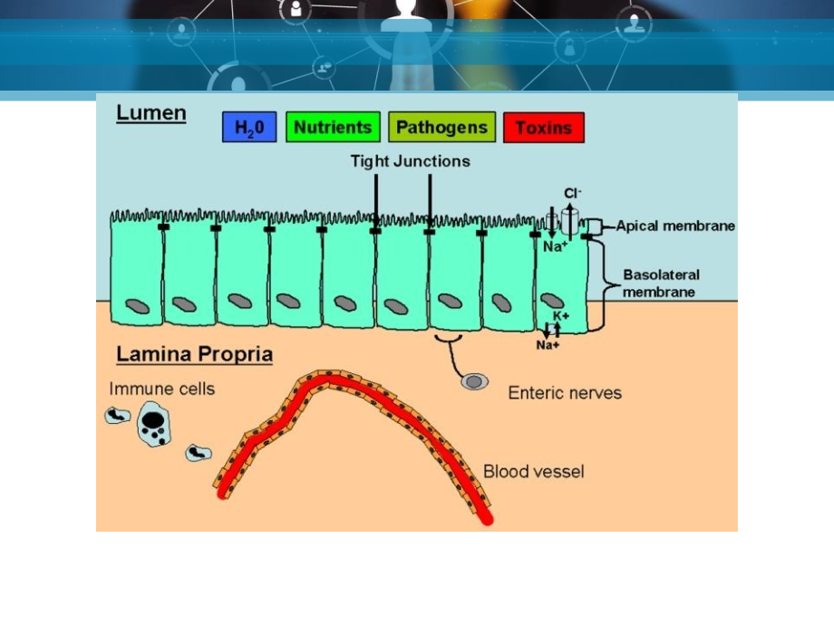 肠上皮屏障肠粘膜和免疫.ppt_第2页