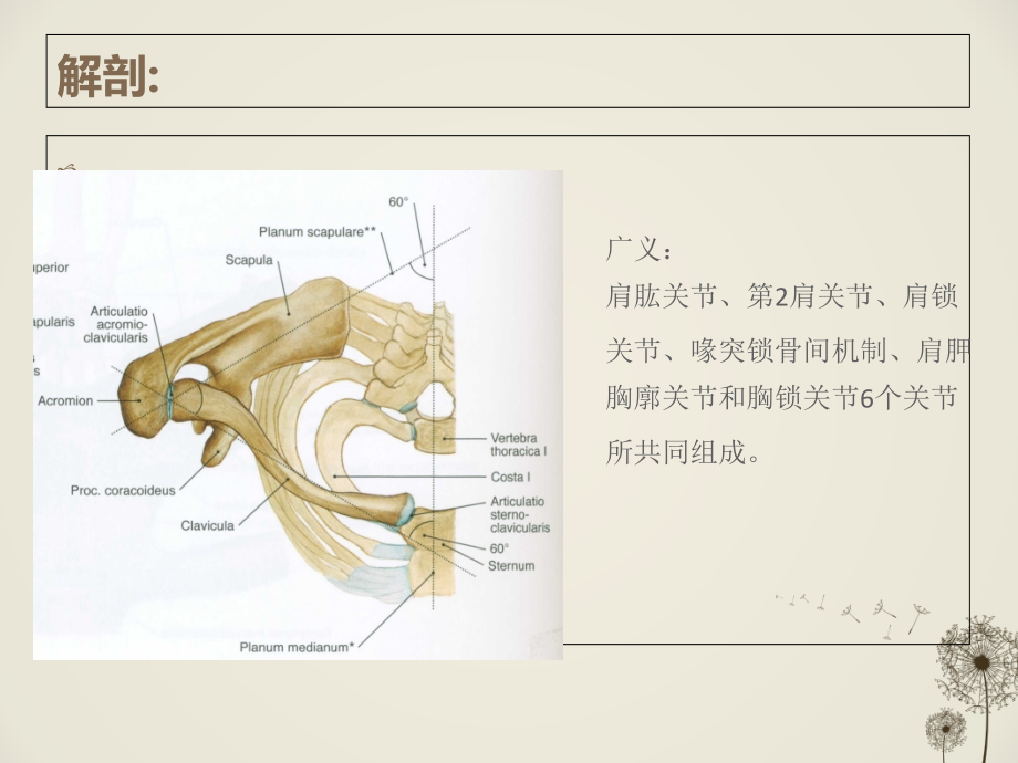 肩关节锻炼专题知识讲座.ppt_第2页