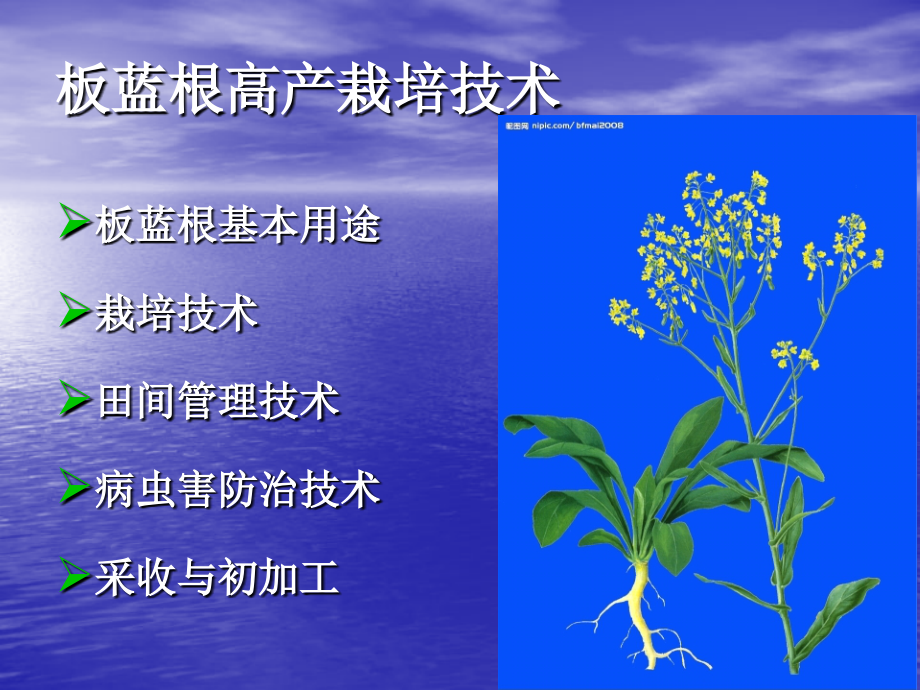 板蓝根栽培技术.ppt_第1页