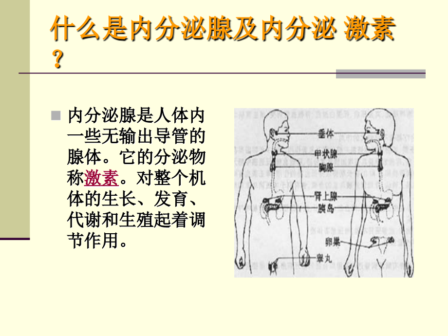 内分泌调节与抗衰老.ppt_第2页