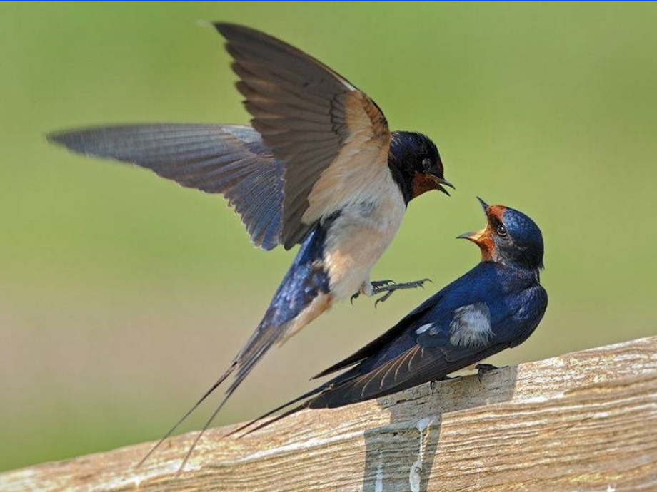 部编版--三下--燕子.ppt_第2页