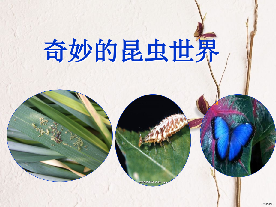 奇妙的昆虫.ppt_第2页