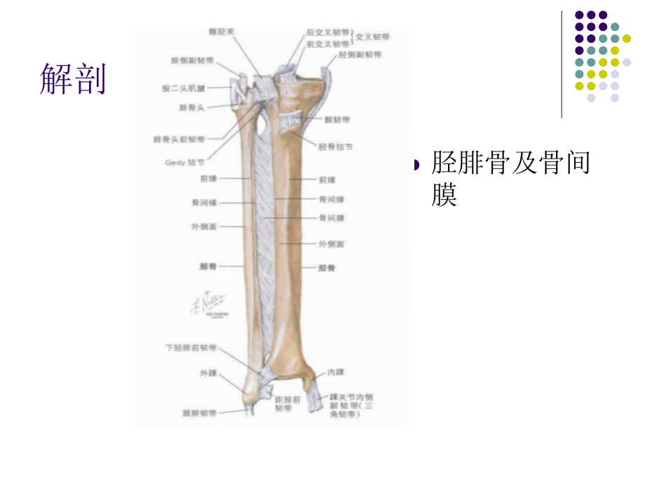 医学课件筋膜间室综合征.ppt_第2页