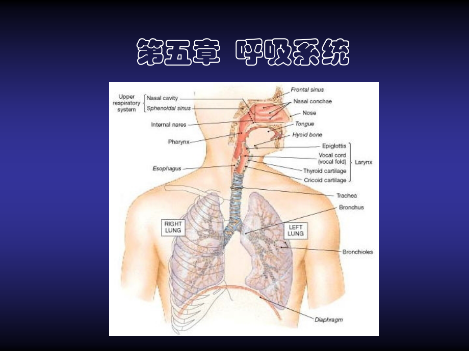 解剖生理学呼吸所系统-ppt课件.ppt_第1页