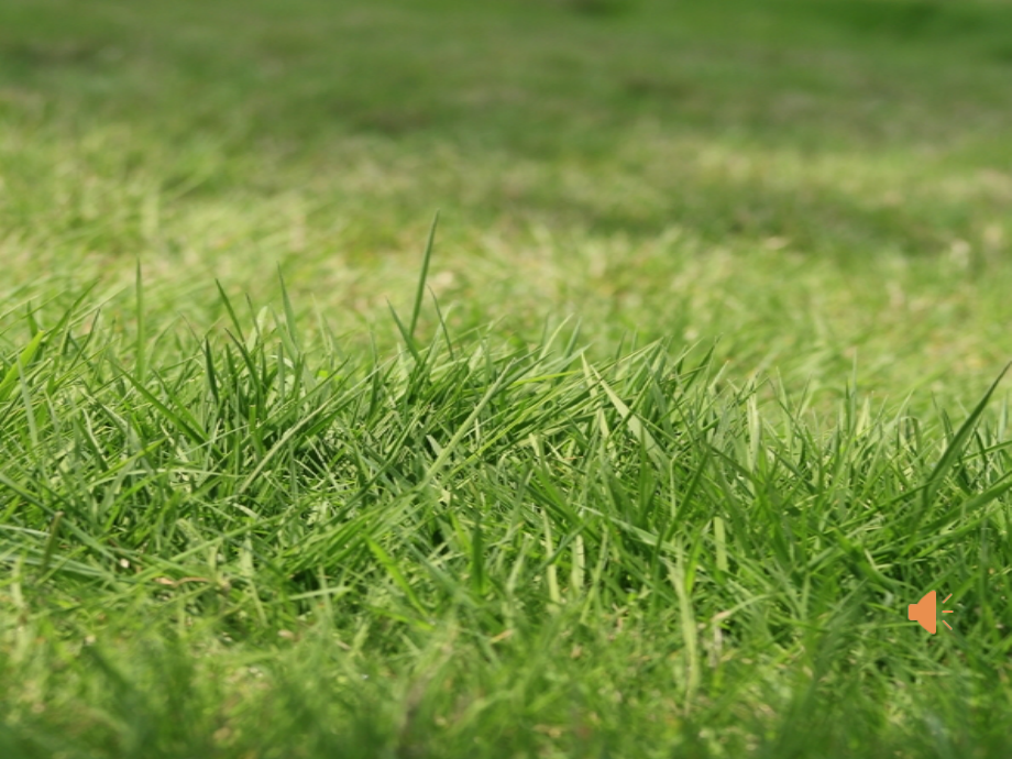 《小草之歌》PPT课件.pptx_第1页