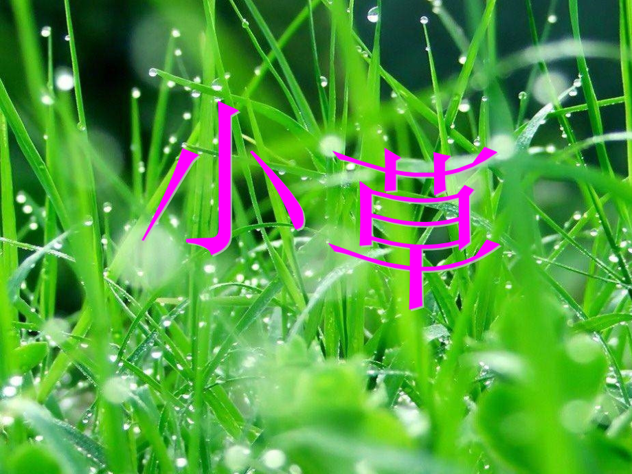 《小草之歌》PPT课件.pptx_第2页