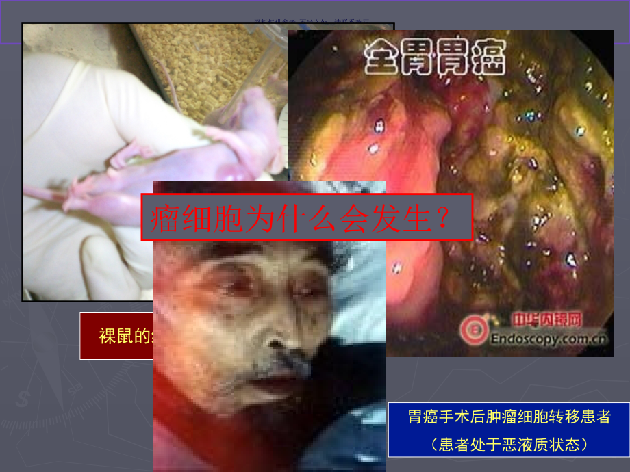 细胞增殖分化凋亡异常和疾病.ppt_第2页