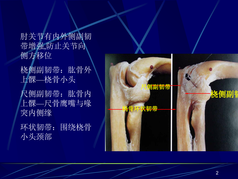 肘关节和前臂解剖和手术入路.ppt_第2页