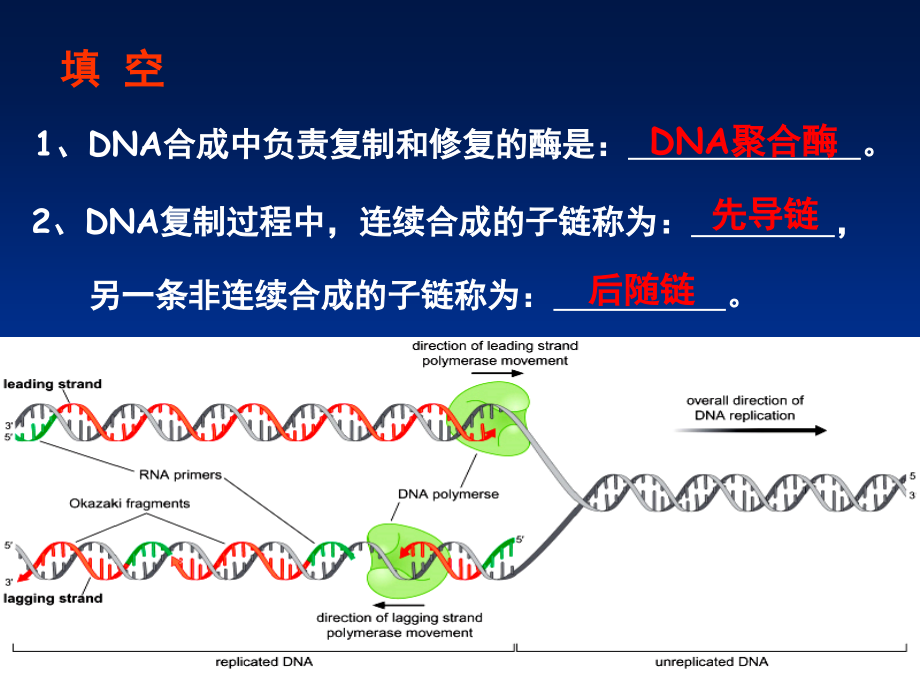 第5章DNA的损伤、修复和基因突变.ppt_第2页