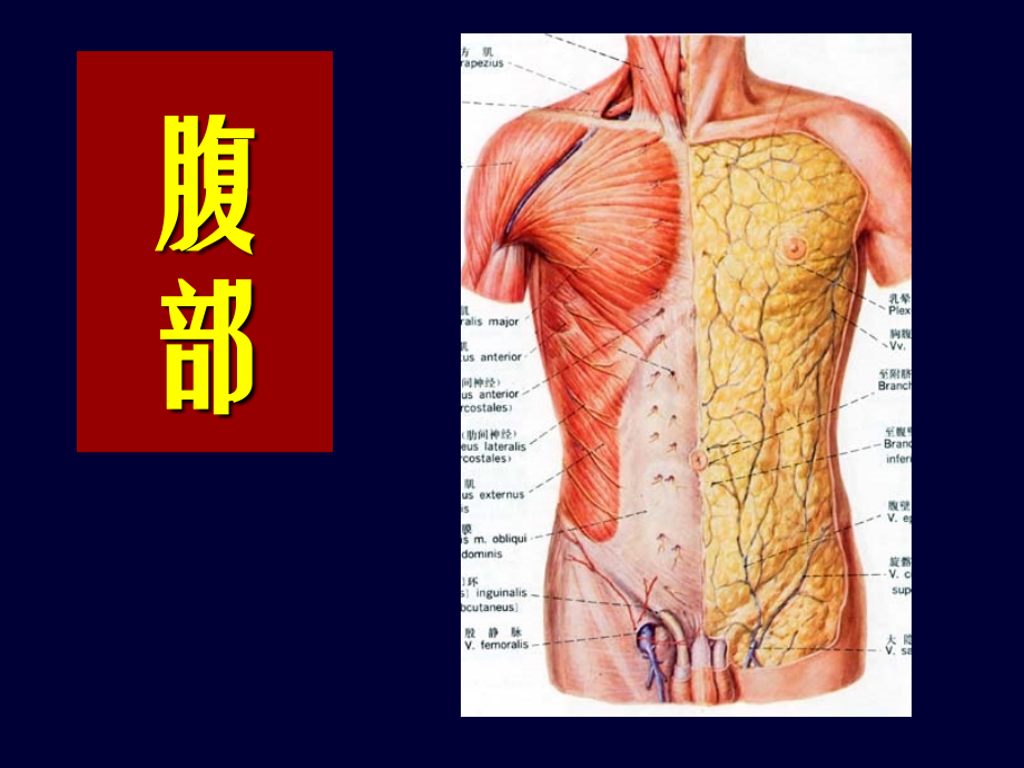 局部解剖学-腹部-(2).ppt_第1页