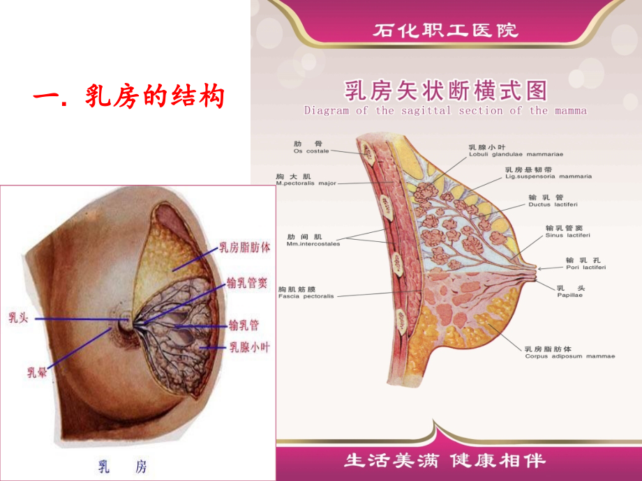 孕妇学校母乳喂养指导建议主题讲座.ppt_第2页