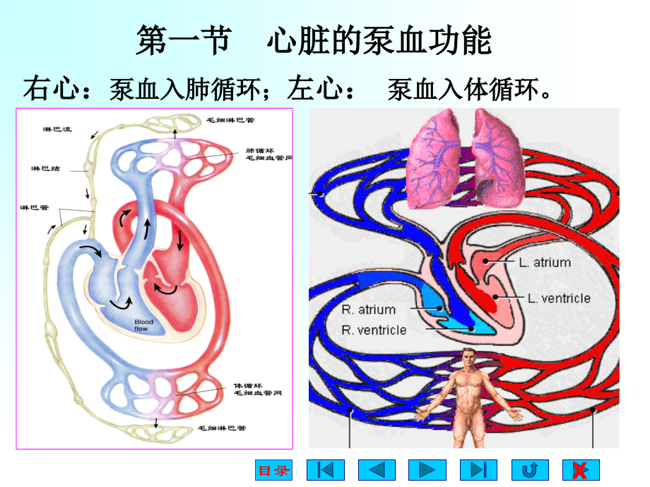 医学课件生理学血液循环宣讲.ppt_第1页