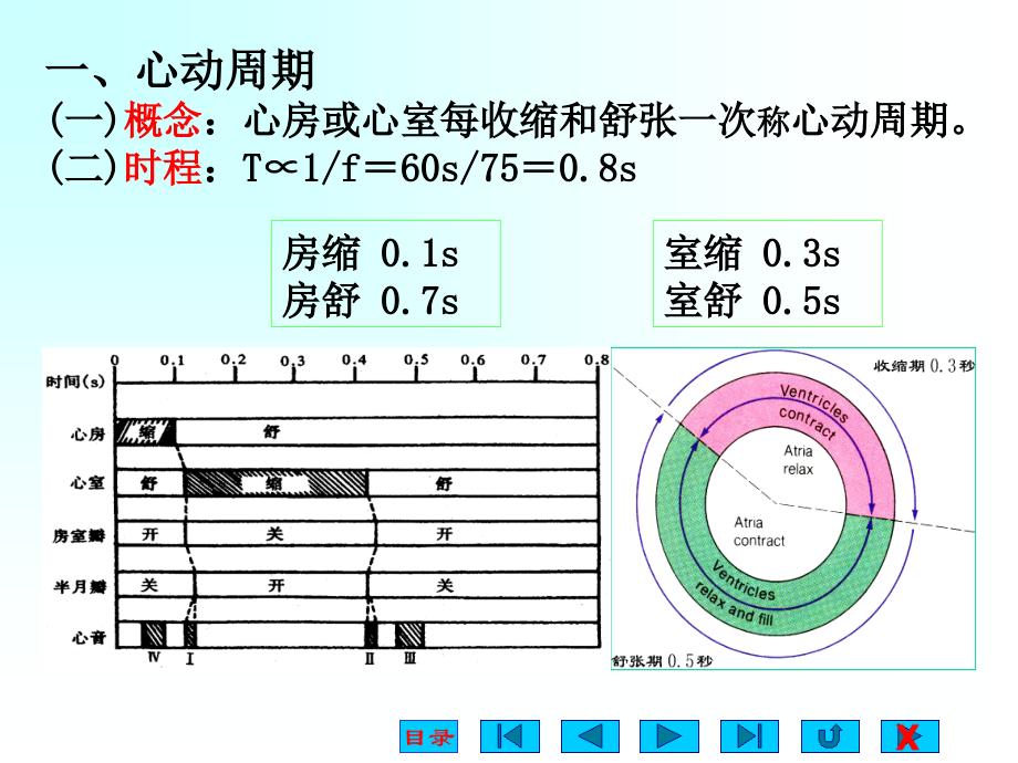 医学课件生理学血液循环宣讲.ppt_第2页