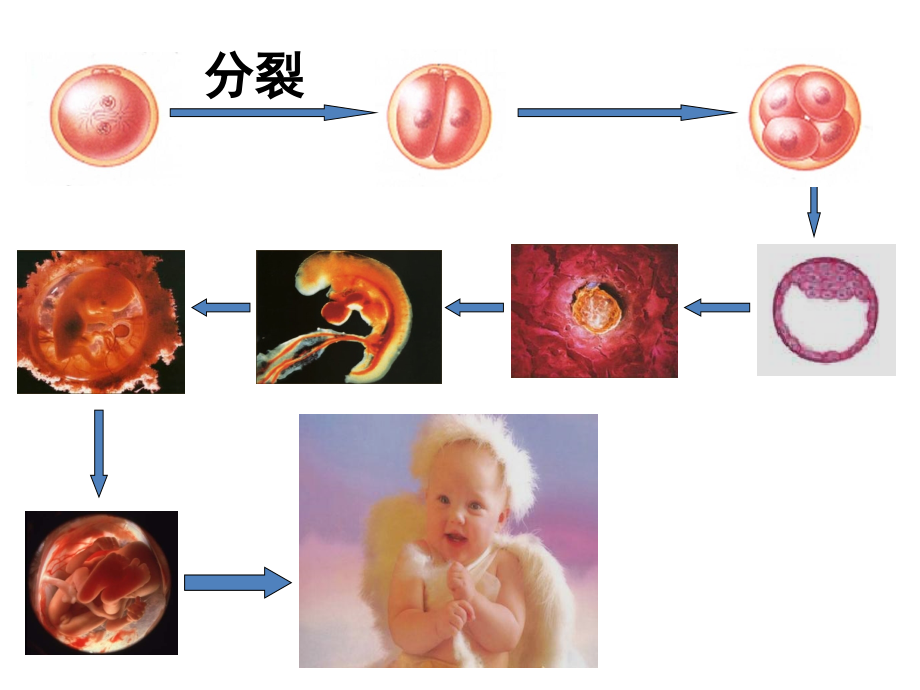 《细胞的分化》.ppt_第1页
